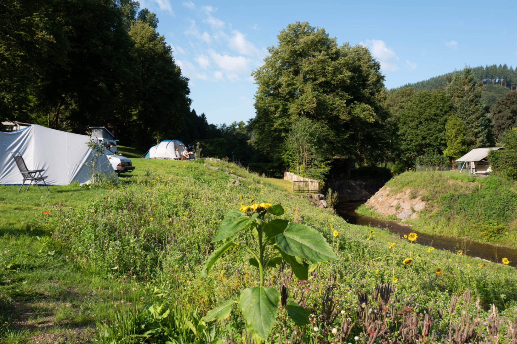 Zeltwiese am Bach mit Sonnenblumen