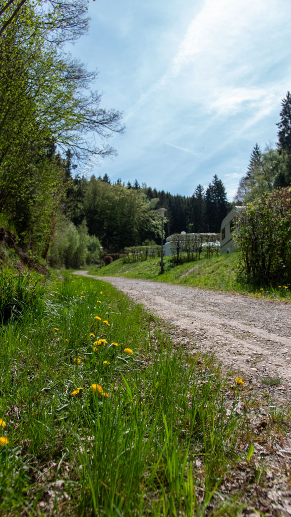 Weg zum Platz mit Löwenzahnwiese