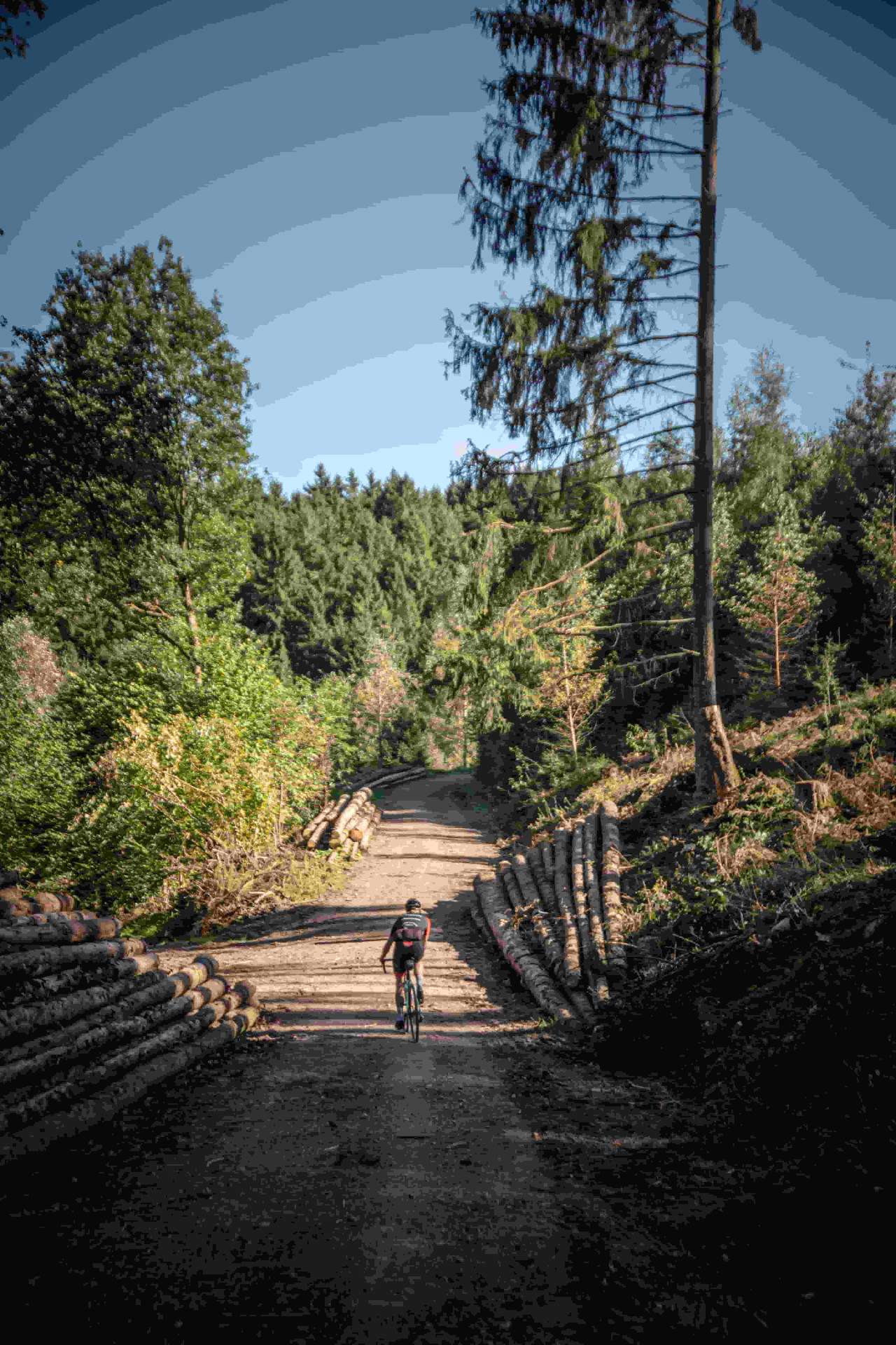 Waldweg mit Gravelbike
