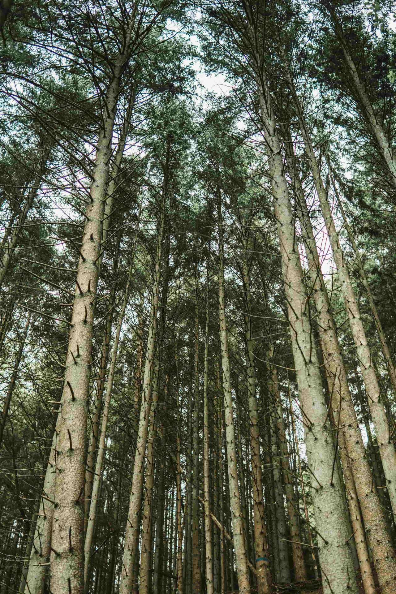 Fichtenwald in der Eifel