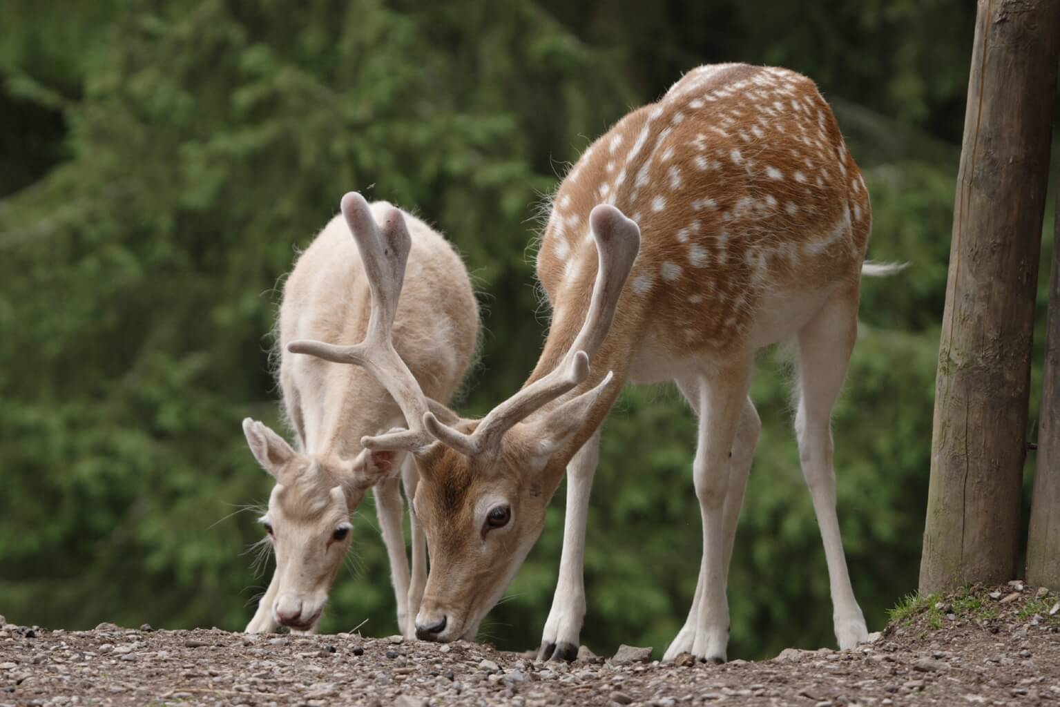 Damwild im Wildgehege