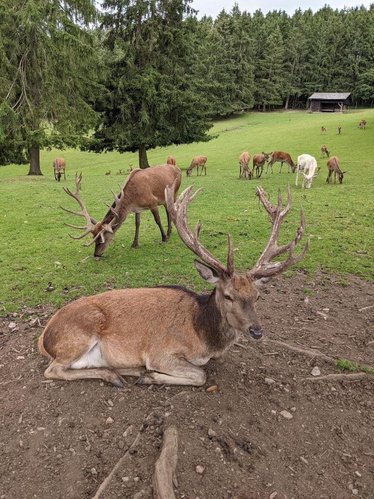 Hirsche im Wildgehege